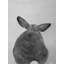 «Little Rabbit From Be Der», reproduction sur toile