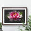 Pink Water Lily Flower Vol.3 - Picture Frame Graphic Art-62804091-62804094