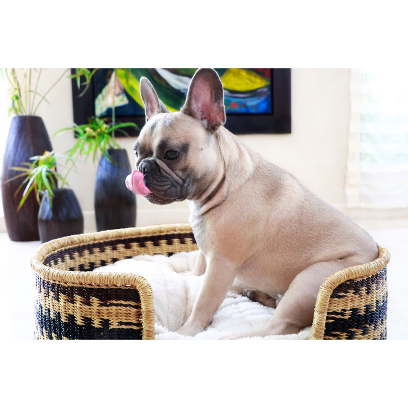 Design Dua Bear Dog Bed