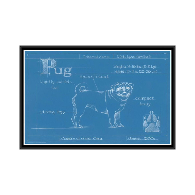 «Blueprint of a Pug», reproduction d'art sur toile, H 18 po x l 26 po x P 1,5 po, Toile avec cadre noir, Pas de tapis