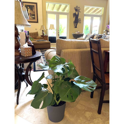 Tabor Monstera Deliciosa Live Floor Plant In Pot