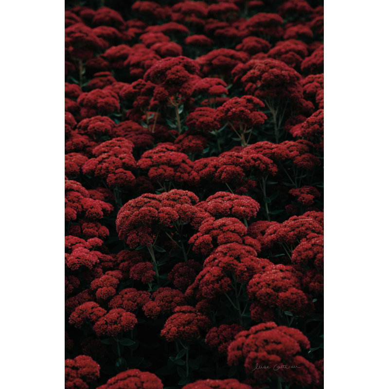 Sedum, H 18 po x l 12 po, Non, Toile tendue