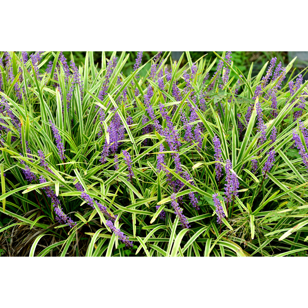 Liriope Muscari / Lilyturf Flower von Magicflute002 - Ohne Rahmen auf Leinwand drucken