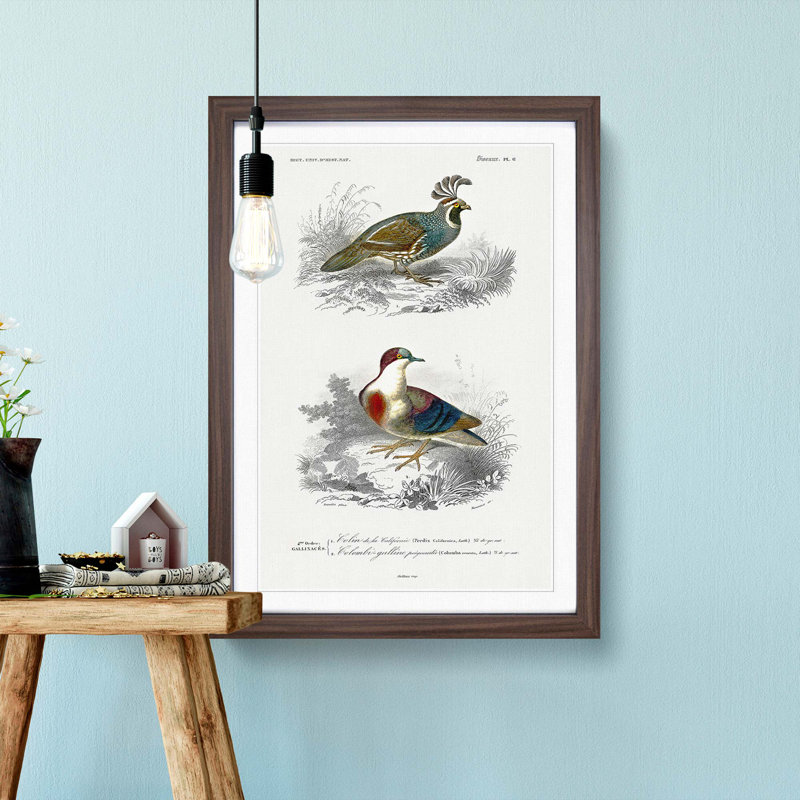 Bird Illustrations PL. 6 by Charles D' Orbigny - Single Picture Frame Painting, Walnut Framed, 33cm H x 24cm W x 2cm D
