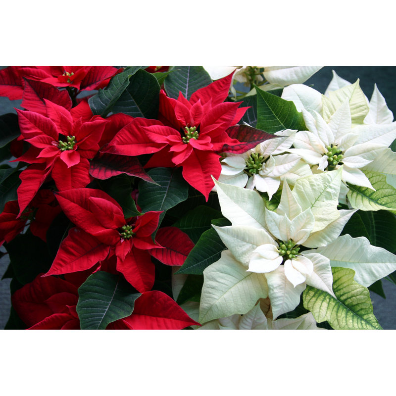 Poinsettias de Noël par Zennie, H 8 po x l 12 po