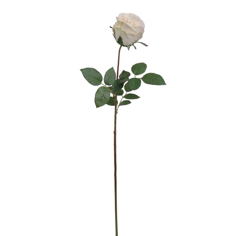 Daisy Arrangement, Champagne, 2