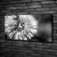 Dandelions - Wrapped Canvas Print