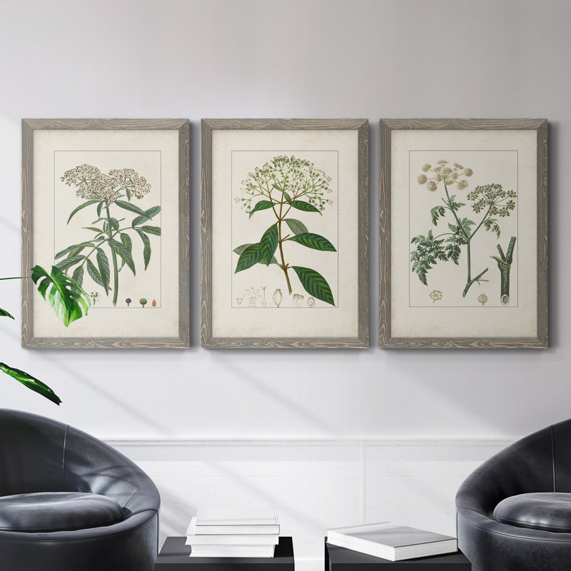 Antique Turpin Botanical VII - Ensemble de 3 peintures sur toile encadrées, H 31,5 po x l 47 po x P 1,5 po, Gris