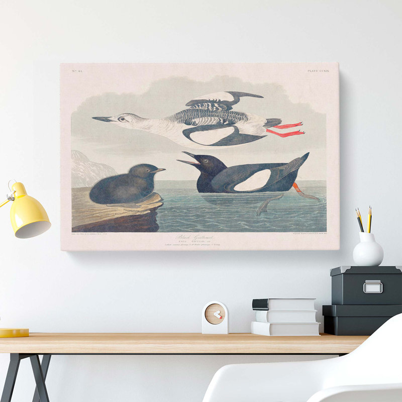 Black Guillemot Bird by John James Audubon - Wrapped Canvas, 35cm H x 50cm W x 3cm D