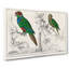 Parrots by Oliver Goldsmith - Wrapped Canvas-55366643