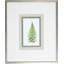 Fern1 Print