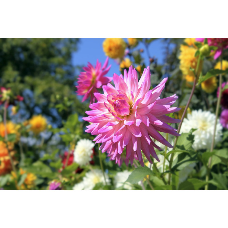 Pink Dahlia Flower Closeup by JPLDesigns - Wrapped Canvas Print, 30cm H x 46cm W
