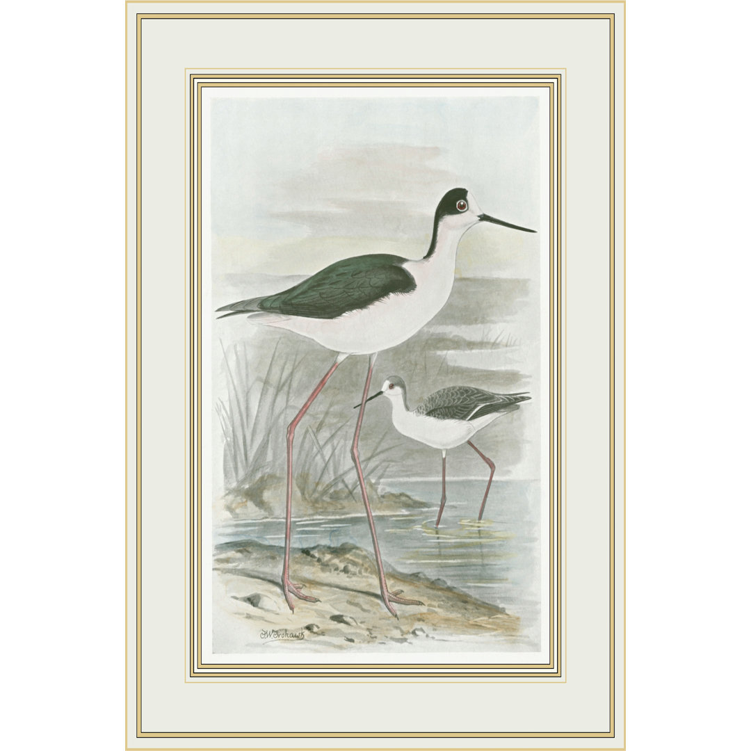 Leinwandbild Winged Stilt