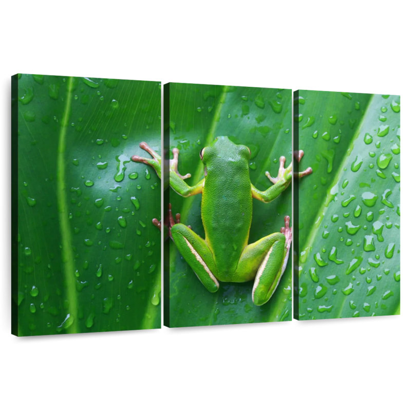 Grenouille camouflée