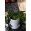Ceramic Pot Planter-428714403