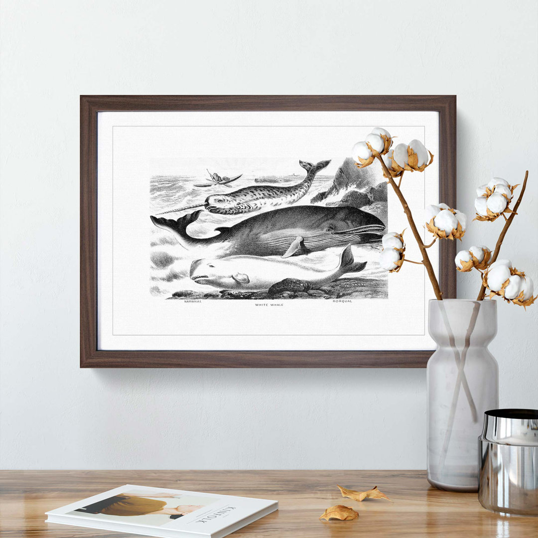 Assortment of Whales by John Karst - Framed Print