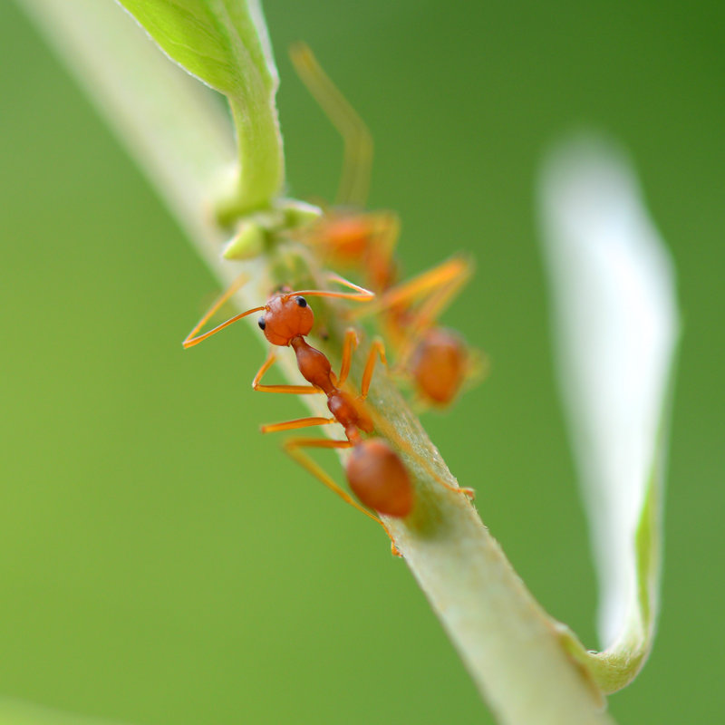 McGillicuddy Red Ant - Wrapped Canvas Print, 122cm H x 122cm W x 3.8cm D