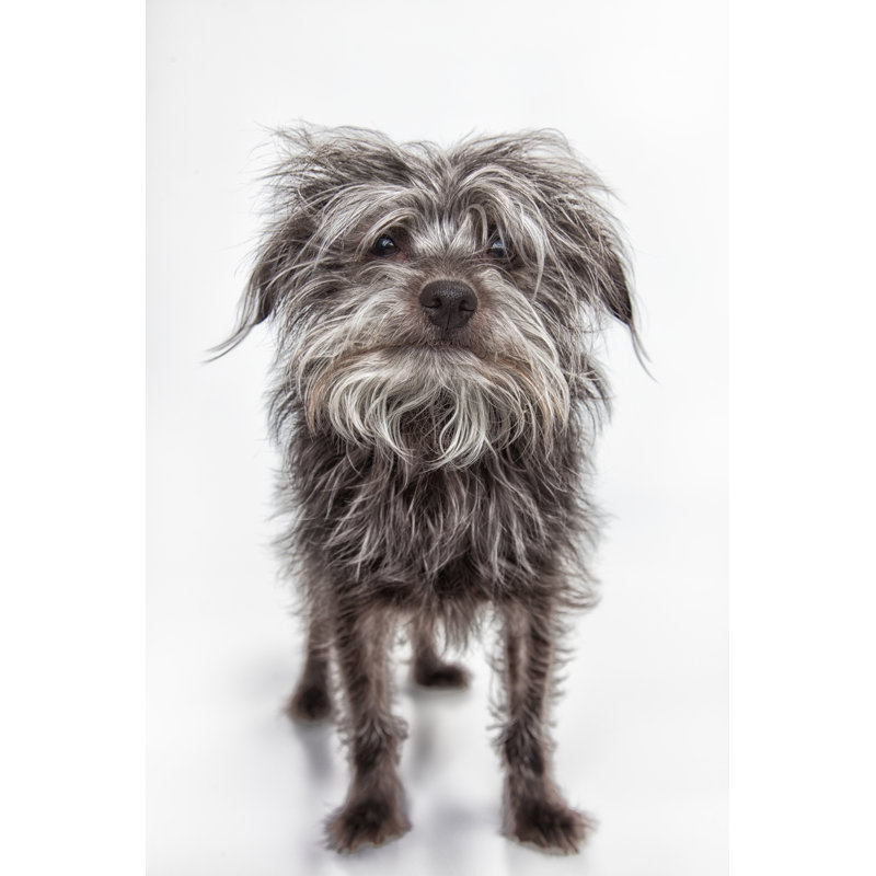 Funny Yorkie by DanBrandenburg - Wrapped Canvas Print, 46cm H x 30cm W