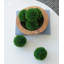 Topiaire boule en buis