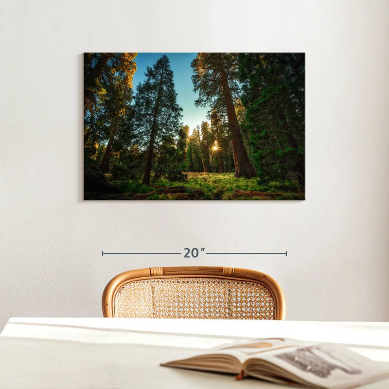 Alvord Sequoia Forest Scenery