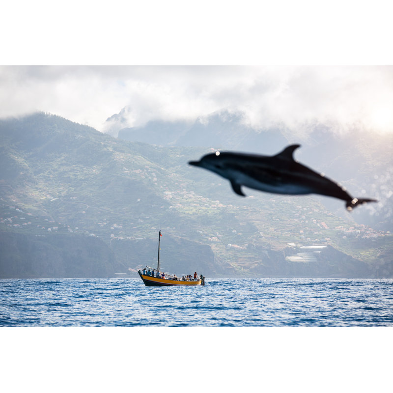 Madeiras Dolphin by Borchee - No Frame Art Prints on Canvas, 81cm H x 122cm W