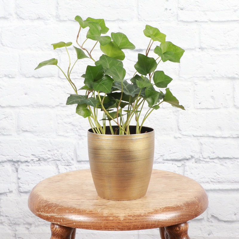 Live Green Ivy Plant in Classic Pot