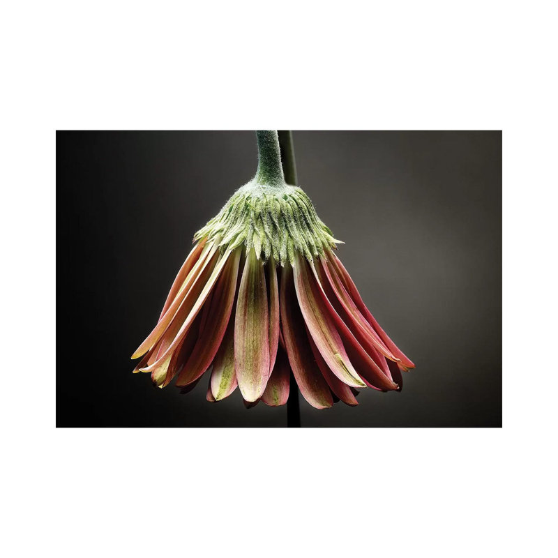 Studio Flowers II 1 Piece Wrapped Canvas Wall Art, 30.48 cm H x 45.72 cm W