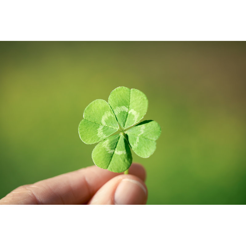 Holding A Lucky Four Leaf Clover, Good Luck Shamrock, Or Lucky Charm. by Silverv - Wrapped Canvas Print, 61Cm H x 91Cm W