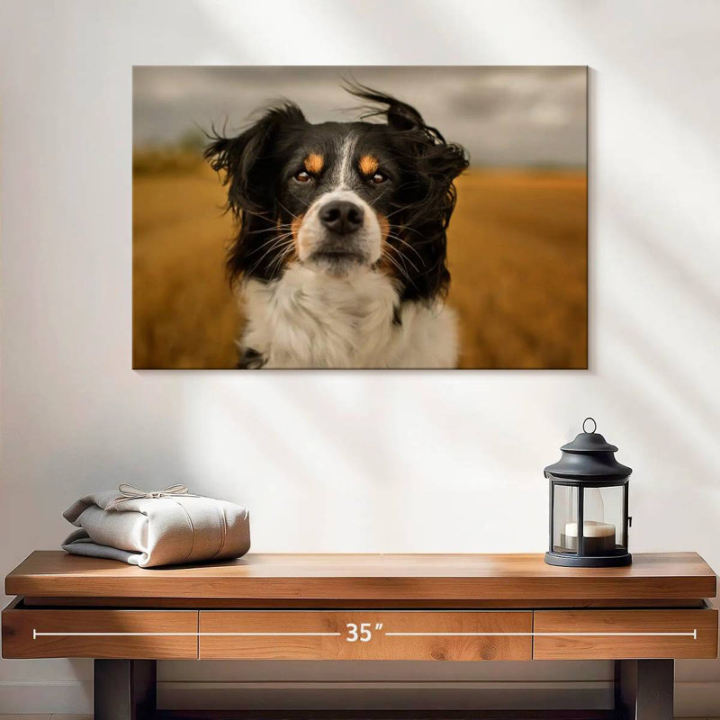 Border collie Brampt Expressive, H 8 po x l 12 po