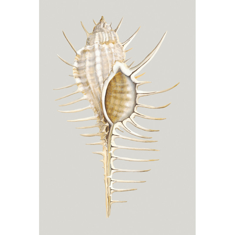 Spiny Murex by Michael Willett - Wrapped Canvas Print, 76cm H x 51cm W x 3.8cm D
