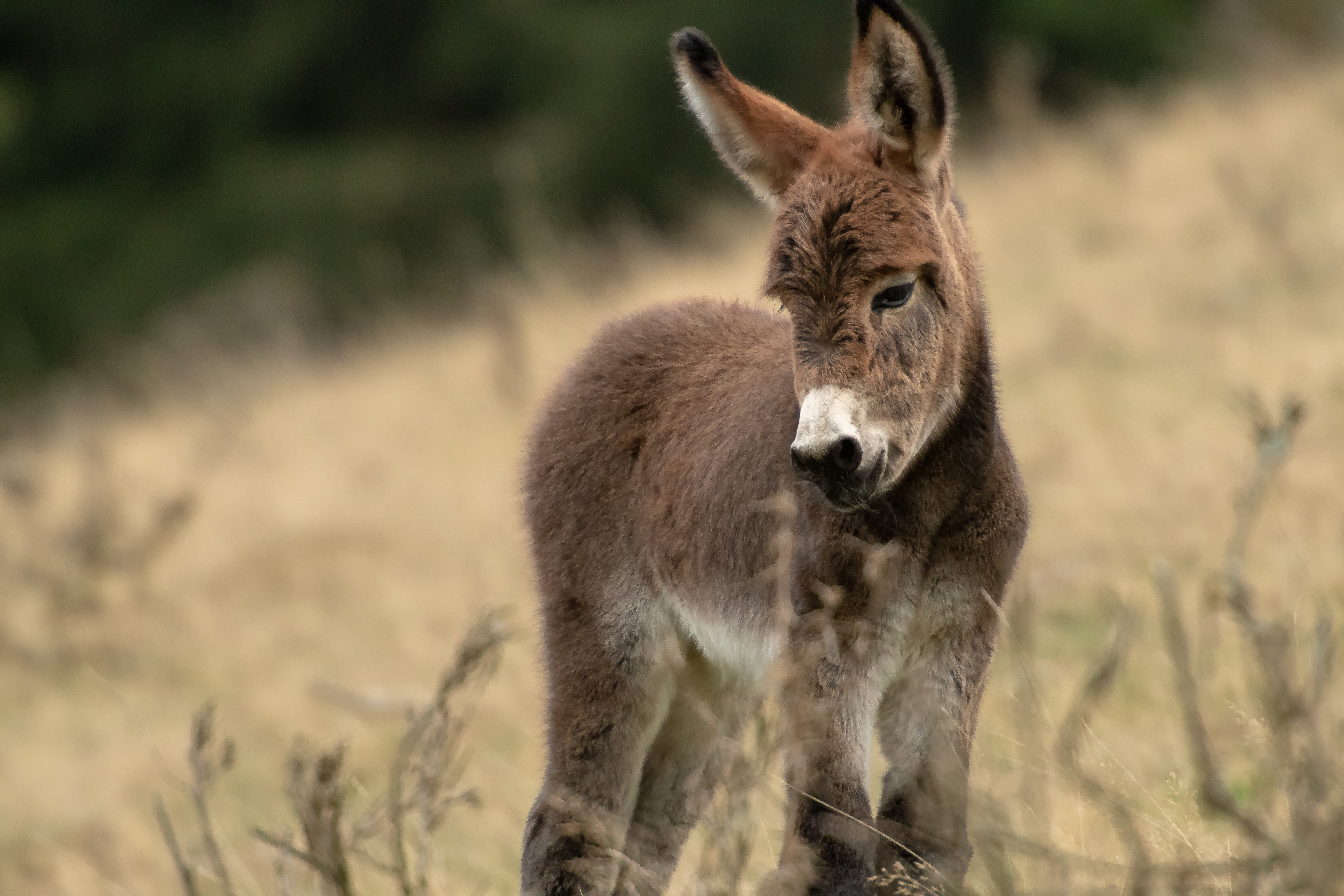 Ebern Designs Donkey Foal - Wayfair Canada