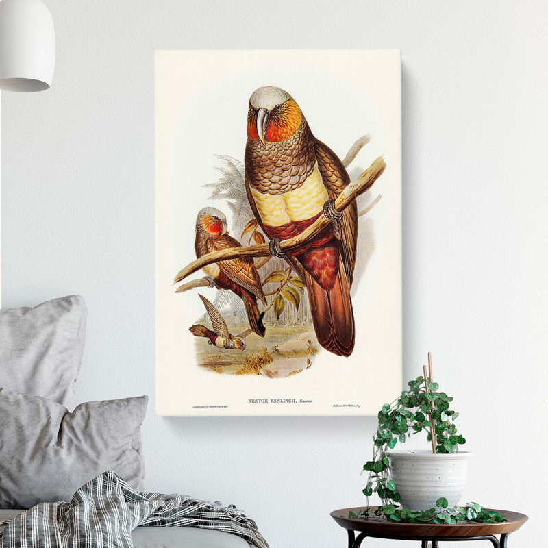 Prince Of Essling's Parrot by Elizabeth Gould - Wrapped Canvas Print, 50cm H x 35cm W x 3cm D