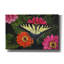 Toile épique Graffiti «Tiger Swallowtail On Zinnias» par Jim Brune, 40 po x 26 po-117052247