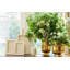 Delmara Ceramic Planter-1086797812-1086797815
