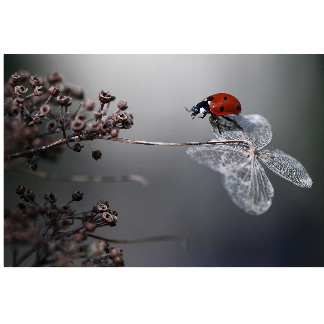 Seidenmatte Fototapete Marienkäfer auf einer Hortensie