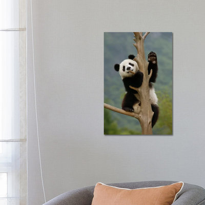 Giant Panda Cub Climbing Tree, Wolong Nature Reserve, China by Katherine Feng - Wrapped Canvas Print