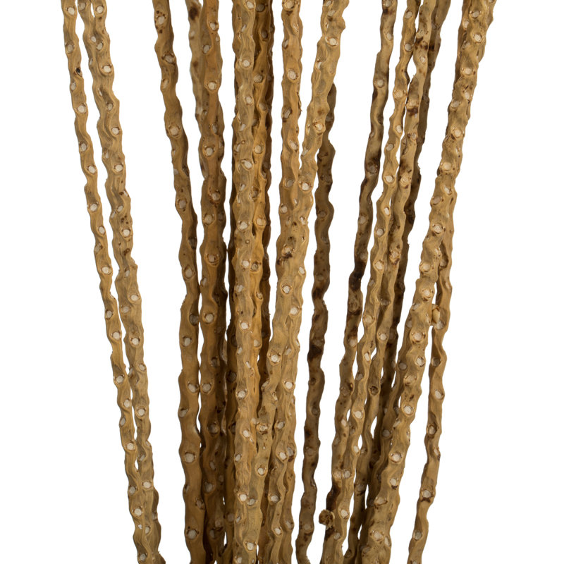 36'' Plant