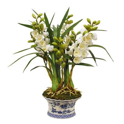 Cymbidium Orchid In Oval Pot