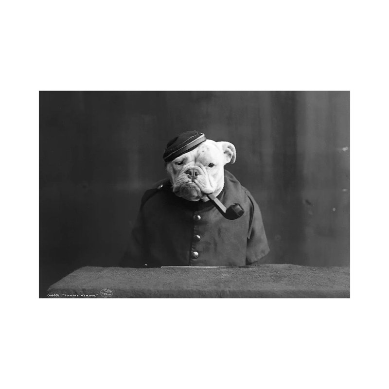 Bulldog, C1905 - Wrapped Canvas Print, 66.04 cm H x 45.72 cm W x 3.175 cm D