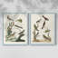 Oiseaux antiques dans la nature, impression encadrée de qualité supérieure - prête à être accrochée - aucun clou requis - aucun clou requis-1103485941-1103485950