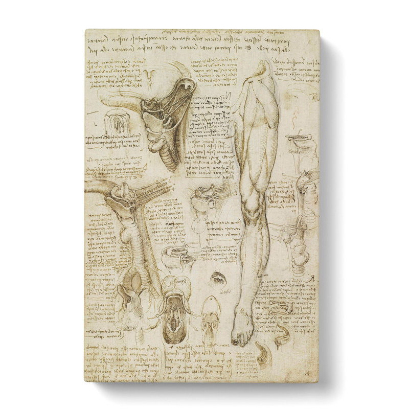 Human Anatomy Vol.7 by Leonardo Da Vinci - Wrapped Canvas Painting, 50cm H x 35cm W x 3cm D