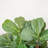 Faux Fiddle Leaf Fig Tree in Pot-1108794076
