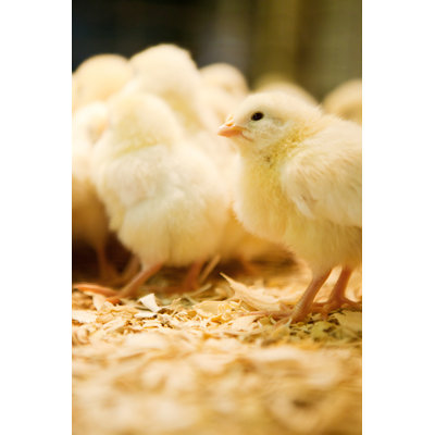 Bunches Of Chicks - Wrapped Canvas Print