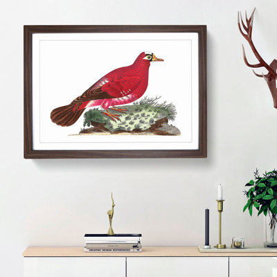 Crimson Pigeon by George Shaw - Framed Print