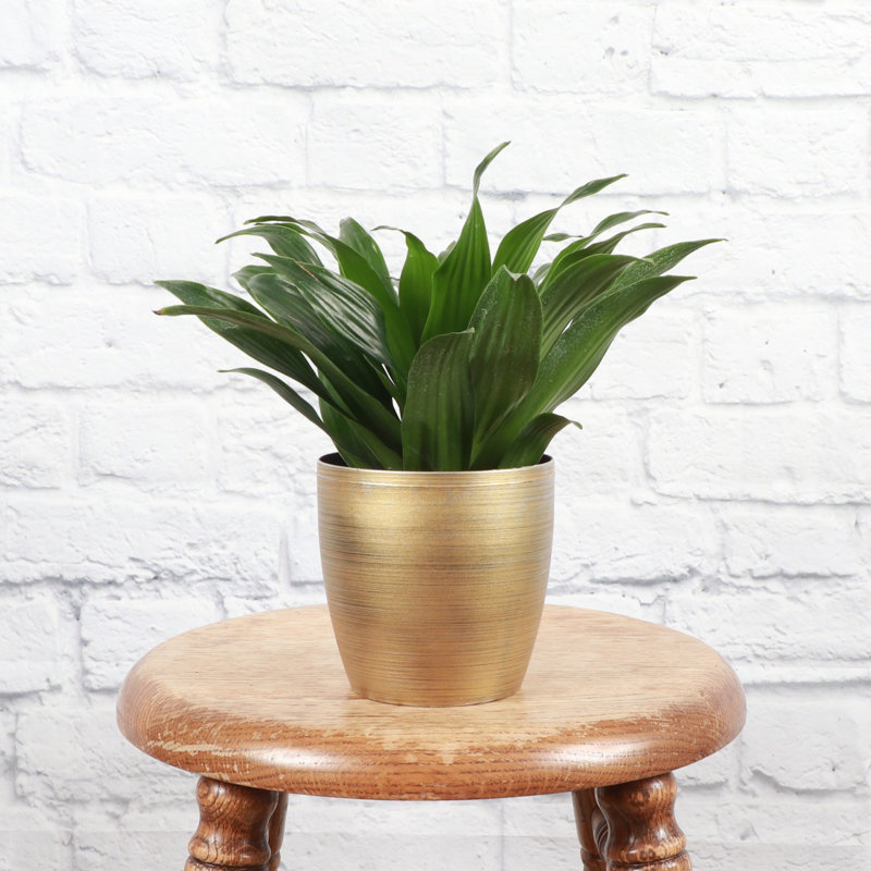 Janet Craig Compacta Dracaena Plant in Pot
