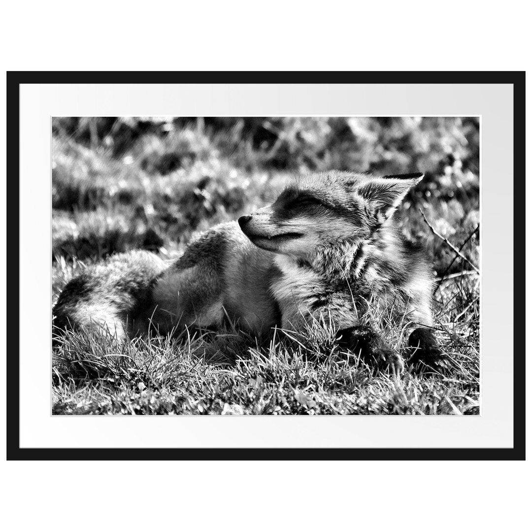 Gerahmtes Poster Kleiner Fuchs auf Wiese