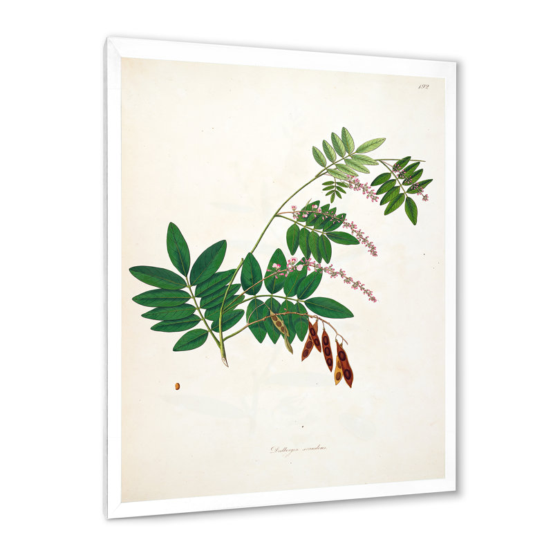 Botanique rétro - peinture sur toile, H 40 po x l 30 po x 1,5 po, Cadre photo blanc