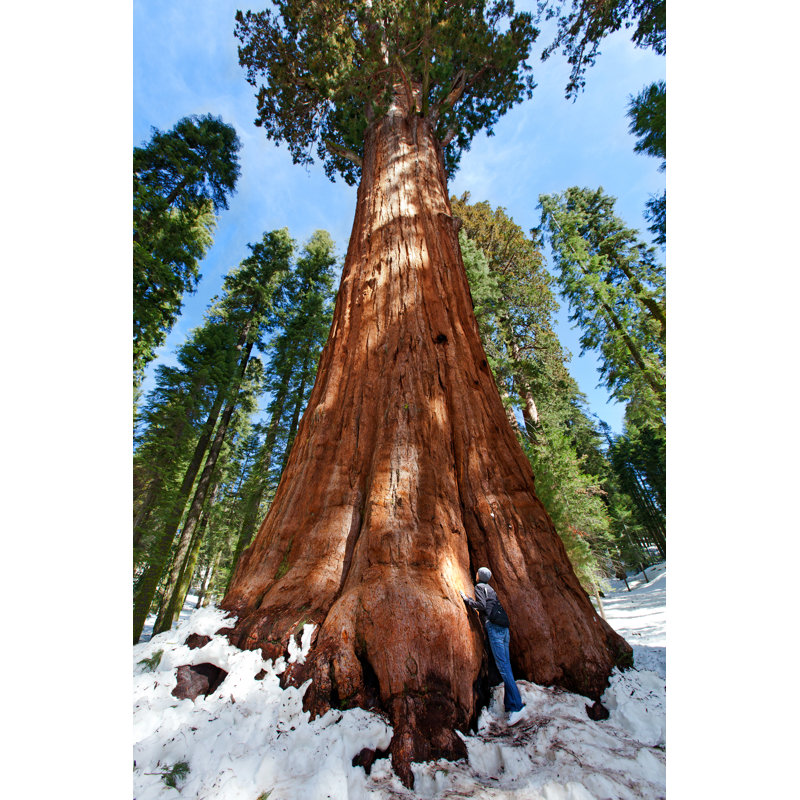 Person Enjoying Sequoia Np by Noblige - Wrapped Canvas Print, 30cm H x 20cm W