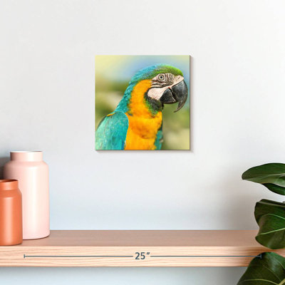 Brampt Parrot