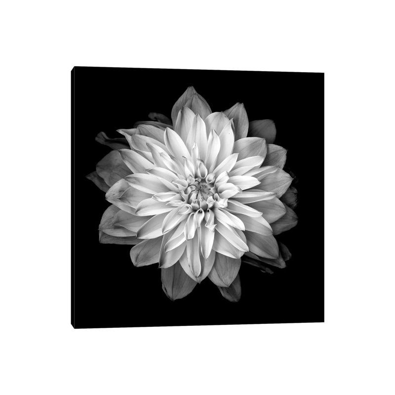 Dahlia XVII by Andrea Stokes - Wrapped Canvas Print, 30.48 cm H x 30.48 cm W